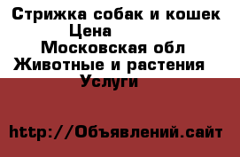 Стрижка собак и кошек › Цена ­ 1 000 - Московская обл. Животные и растения » Услуги   